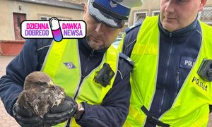 Policjanci podjęli nietypową interwencję. Odnaleźli go na poboczu drogi