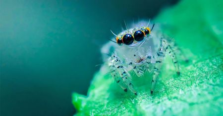 Młodzi finaliści konkursu „World Wildlife Day Photography Competition" i ich świetne zdjęcia przyrody