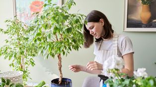 Nawożenie roślin doniczkowych w sierpniu. Które zasilać, a które już odstawić