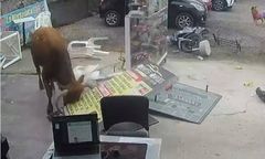 Rozszalały byk w natarciu. Przerażające nagranie z Peru