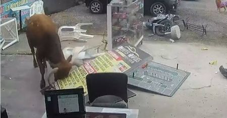 Rozszalały byk w natarciu. Przerażające nagranie z Peru