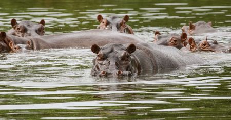 Sprawa wywołała poruszenie. Sąd skazał hipopotamy