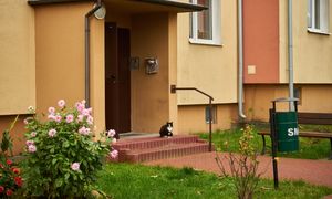 Ogródek przy bloku - te rośliny posadzisz bez obaw. Najlepsze rośliny do miejskich nasadzeń