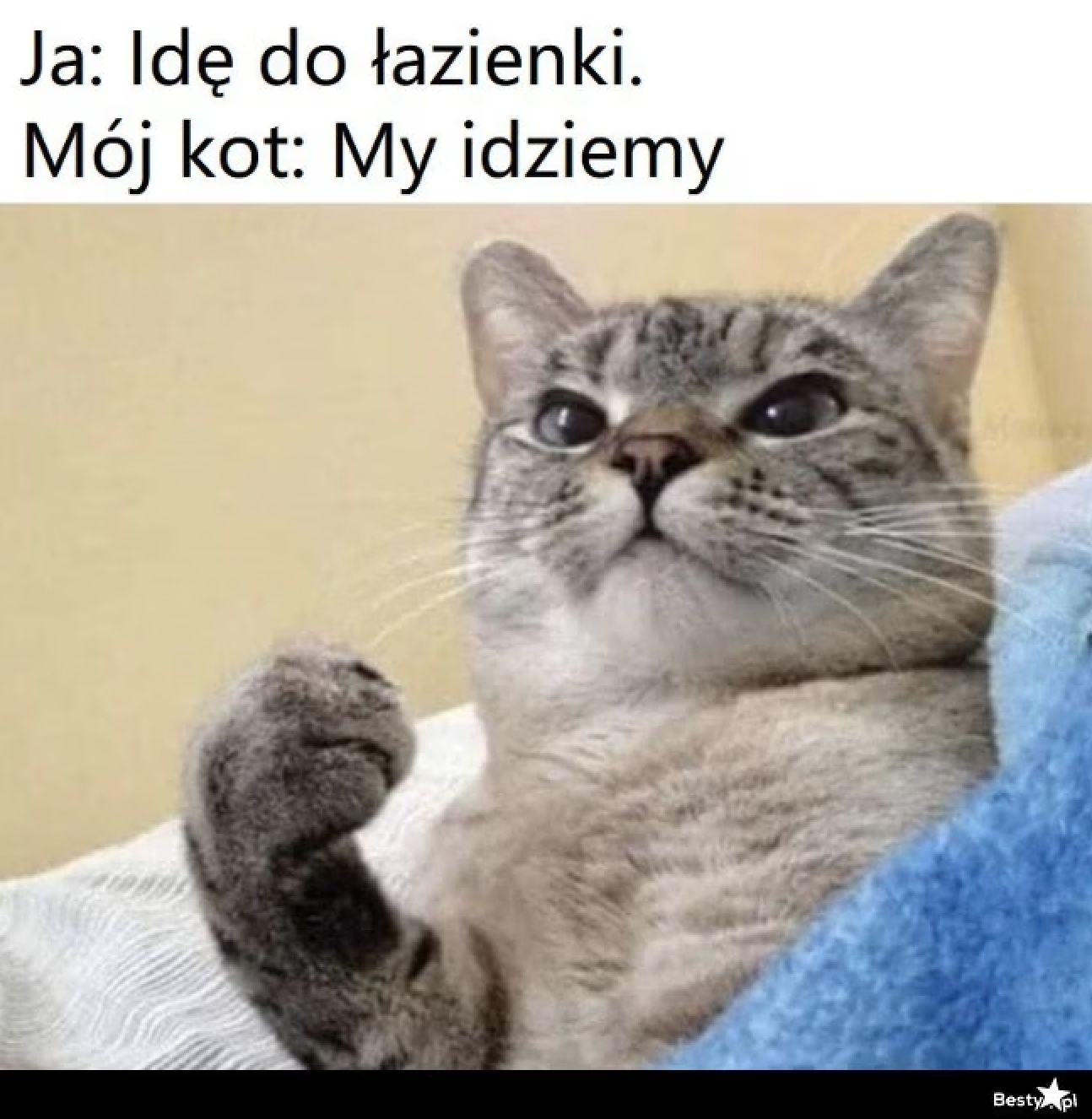 Memy na Dzień Kota