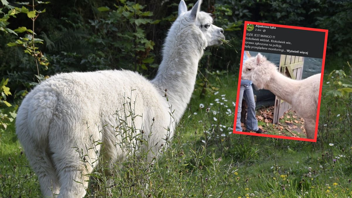 Trwają poszukiwania alpaki o imieniu Mango  