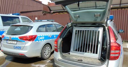 Wypadek w Oświęcimiu. Zginął pies. To mogło go uratować