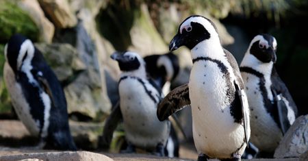 Linux Mint: nowe wiadomości o Cinnamon 4.0 i wydaniu bazującym na Debianie
