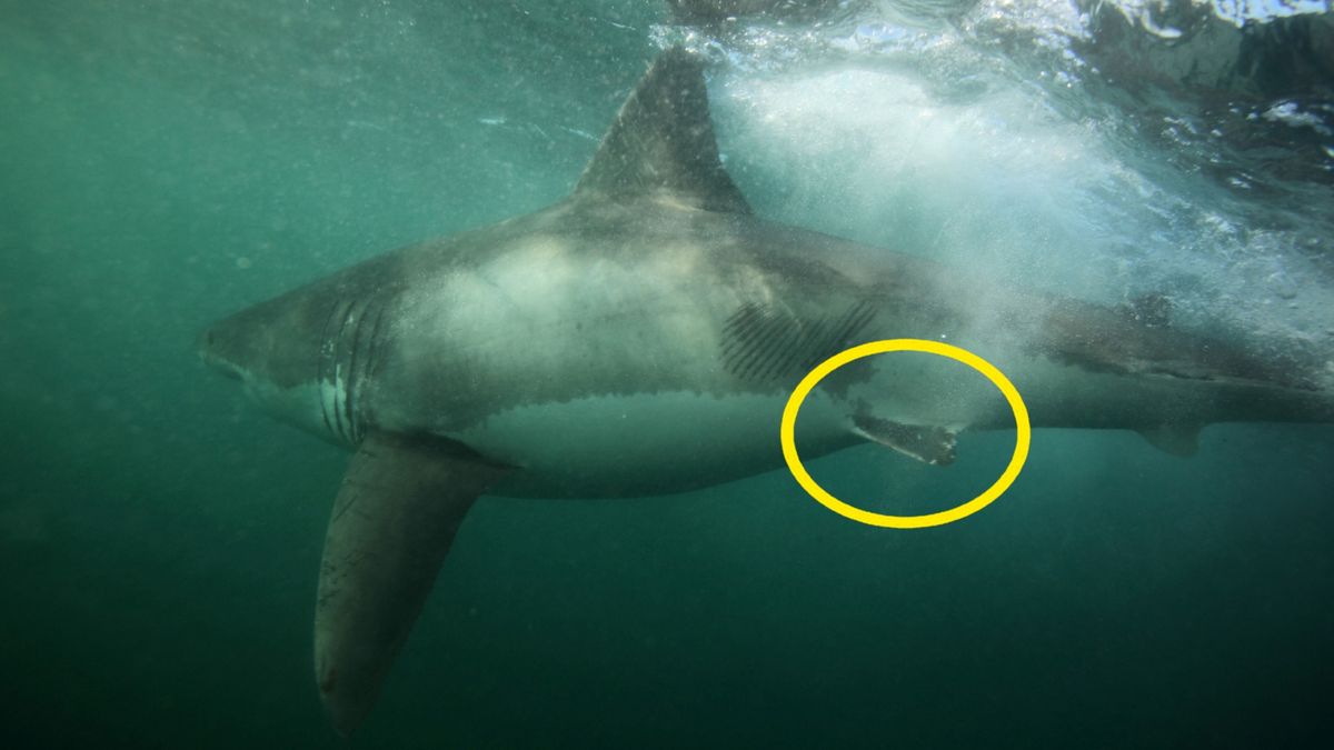 Rekin z raną po ataku orek.