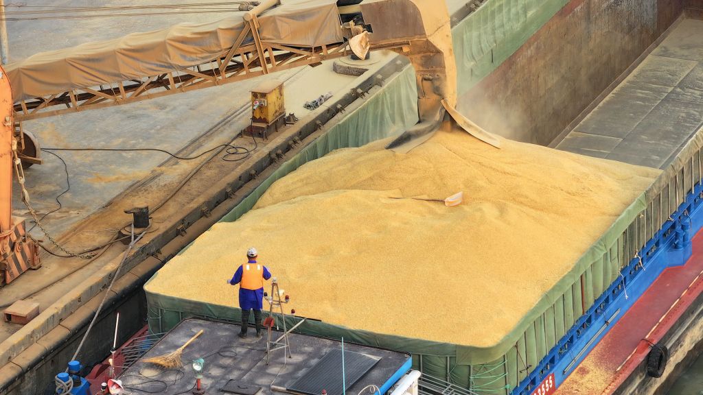 China: Australian Barley Imports
NANTONG, CHINA - FEBRUARY 16 2025: A worker watches the transfer of nearly 30,000 tons of Australian barley to smaller ships at a granary terminal in Nantong in east China's Jiangsu province Sunday, Feb. 16, 2025. (Photo credit should read XU CONGJUN / Feature China/Future Publishing via Getty Images)
Feature China