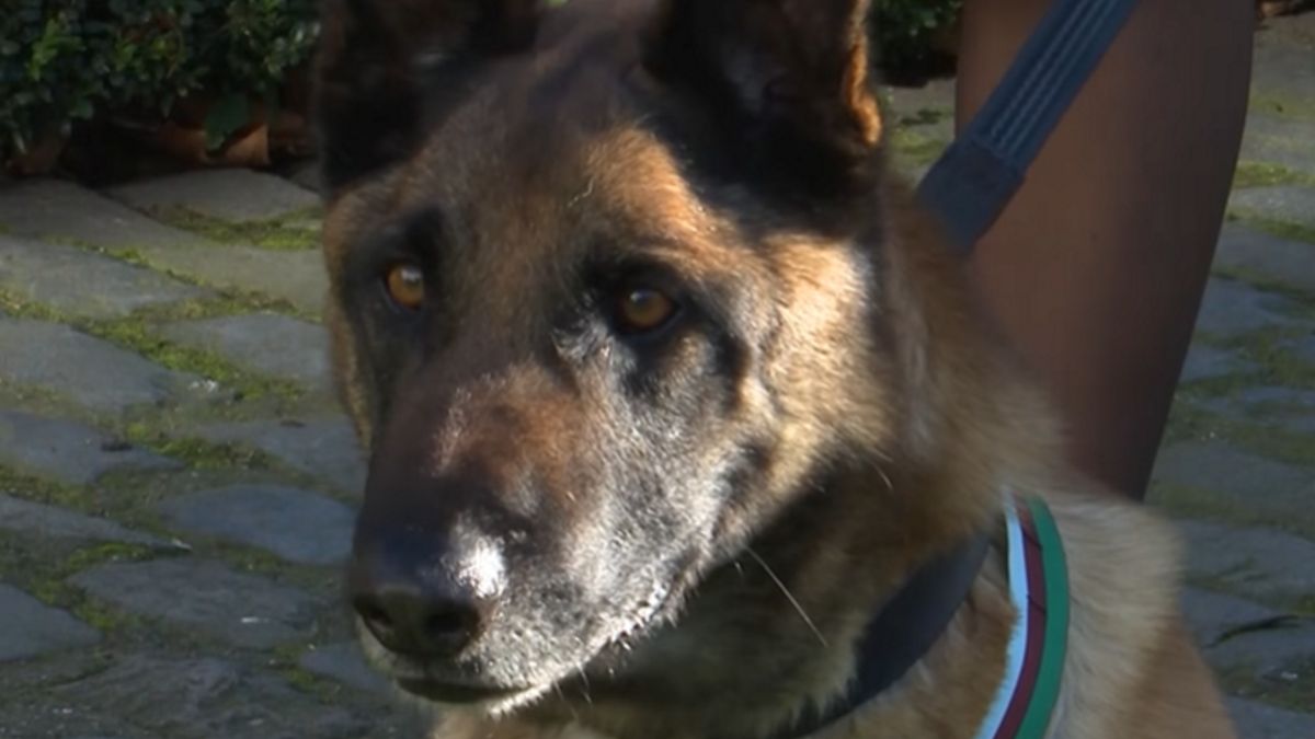 Żołnierz uratował życie owczarka belgijskiego