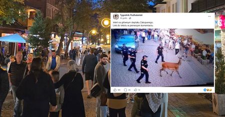 Jeleń na Krupówkach. Ludzie sadzali dzieci na grzbiecie zwierzęcia. "Szczyt bezmyślności"