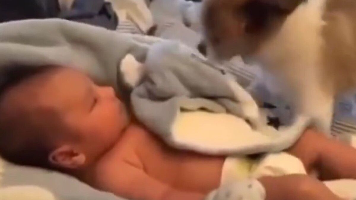 Pies nie pozwolił dziecku marznąć i przykrył je kocem