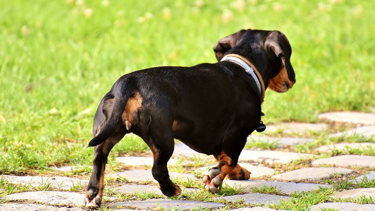 Jamnik zagryzł dziewczynkę.