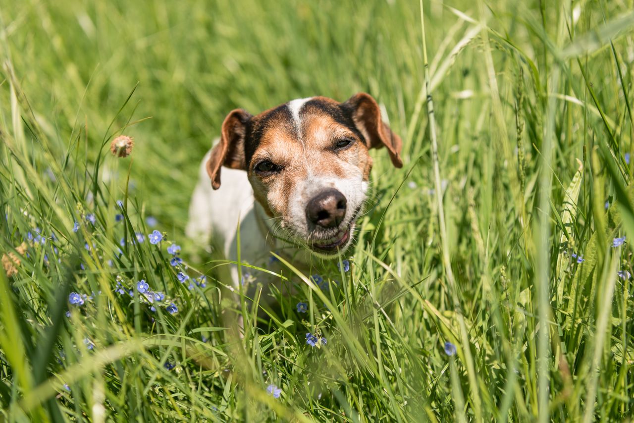 Why do dogs eat grass?