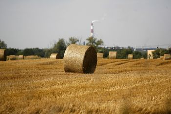 Początek żniw może być upalny. Najpierw wysokie temperatury, potem burze