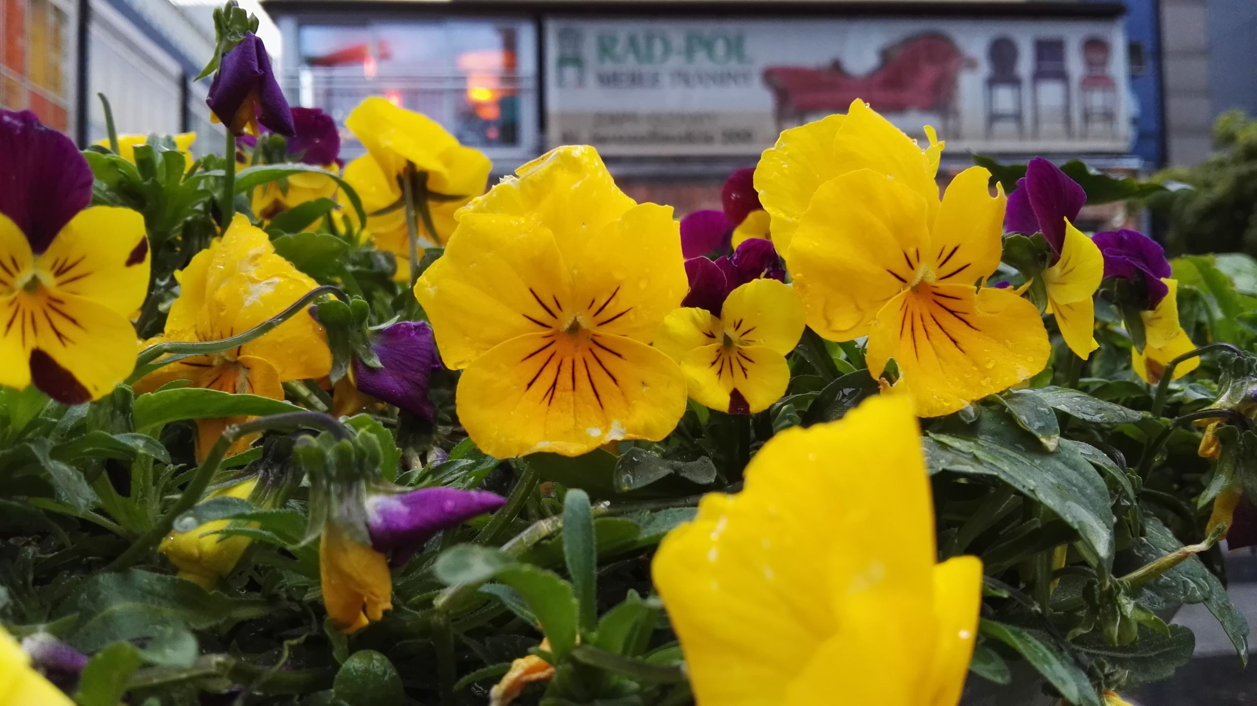 Huawei P8 vs LG G Flex2 vs LG G4 - który robi najlepsze zdjęcia? 20