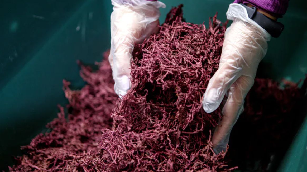 To jedno z najzdrowszych warzyw na świecie, a wciąż niedoceniane. Włącz do diety w trosce o wątrobę