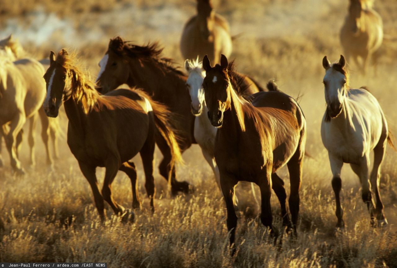 On the estate in Australia, over half a thousand dead horses were found. According to investigators, it could have been an illegal slaughterhouse.