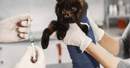 Teoria o tym, co zabija koty. Główny Lekarz Weterynarii zabrał głos