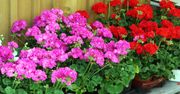 Tylko dwie zasady. Pelargonie będą rosnąć jak na drożdżach