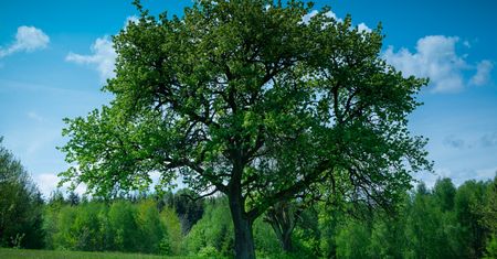 Rusza głosowanie na Drzewo Roku 2025. Wybrano 16 finalistów