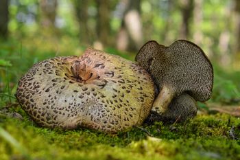 Sama nazwa tego grzyba już bawi. Jest jadalny i wciąż niedoceniany