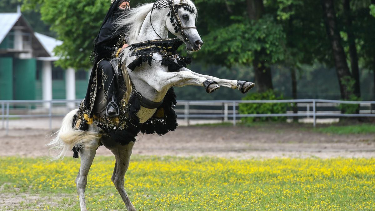 Pokaz jeździecki na terenie Stadniny Koni w Janowie Podlaskim.