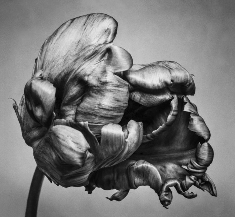 Znamy zwycięzców Black & White Spider Awards. Marek Lapis wielokrotnie wyróżniony 17