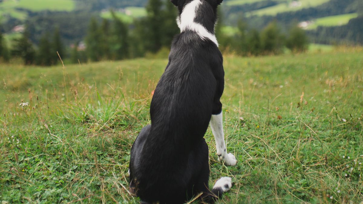 Pies odwraca się tyłem? To znak