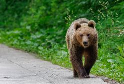 Szokujące i zagrażające życiu. Turyści zatrzymują się, aby zrobić selfie z... niedźwiedziem