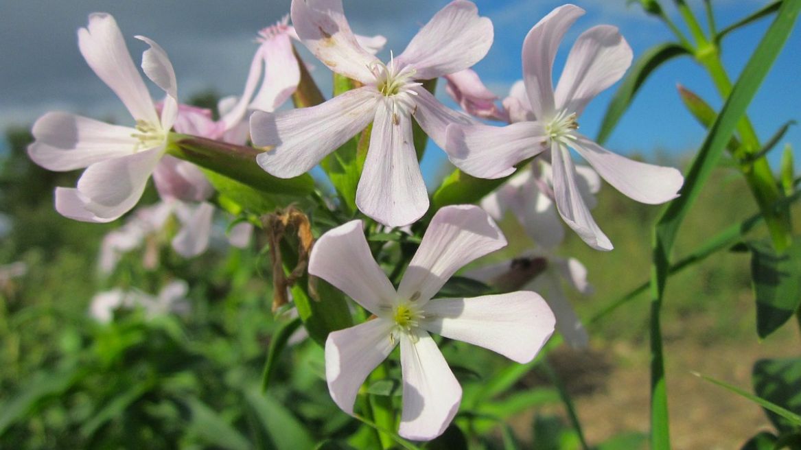 Mydlnica lekarska (Saponaria officinalis) jest gatunkiem rośliny wieloletniej z rodziny goździkowatych.