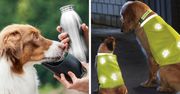 Podróż na cztery łapy – jak się przygotować do wojaży z pupilem?