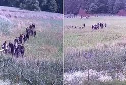 Wielka grupa migrantów ruszyła na granicę. Nagranie z Białowieży