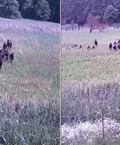 Wielka grupa migrantów ruszyła na granicę. Nagranie z Białowieży