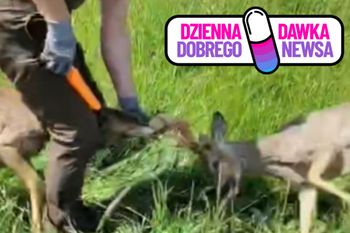 Alarm w lesie pod Koszęcinem. Zwierzęta potrzebowały natychmiastowej pomocy