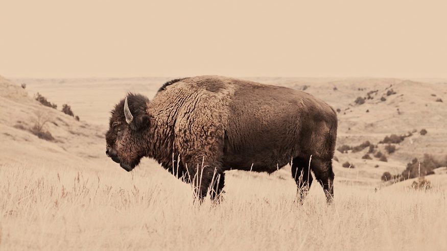 Troy Moth i jego minimalistyczne portrety zwierząt 1