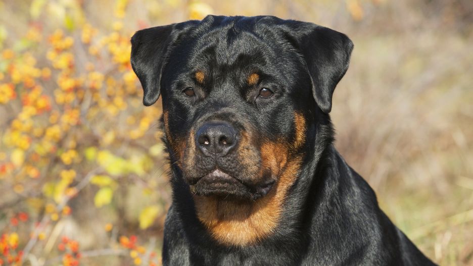 Pies typu rottweiler zaatakował kobietę (zdjęcie ilustracyjne)
