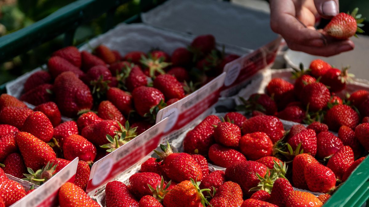 Jak nie dać się nabrać podczas zakupu truskawek?