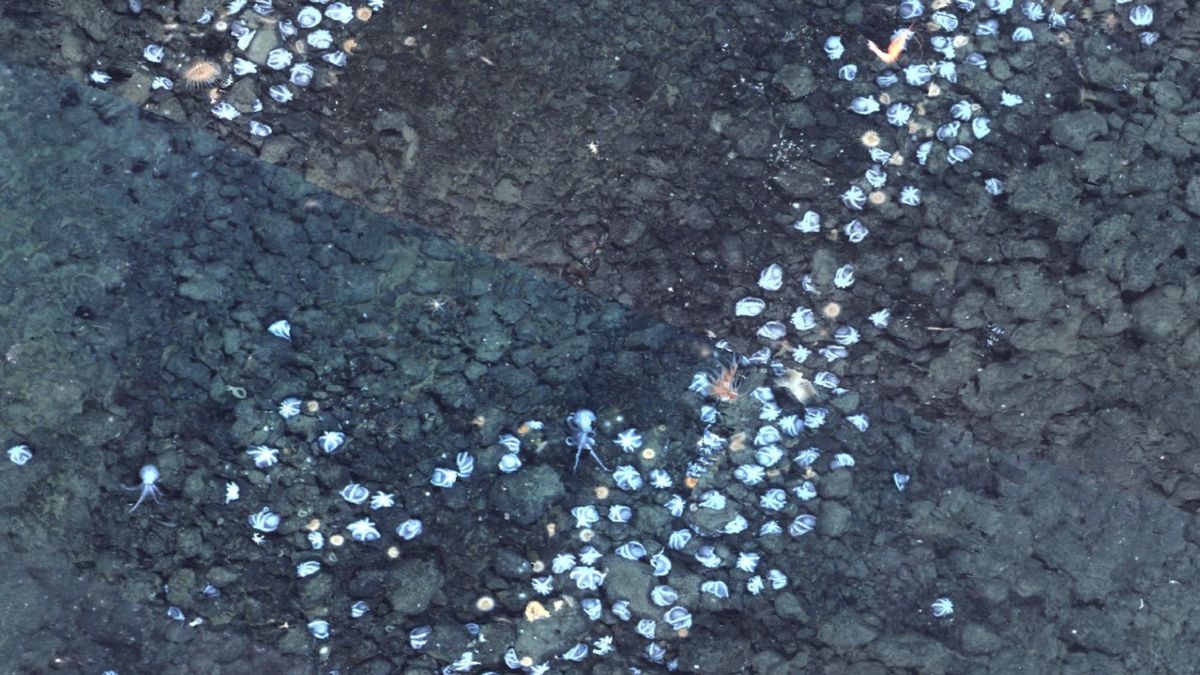 Tak wygląda dno oceaniczne zamieszkałe przez tysiące ośmiornic