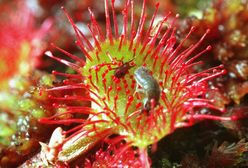 Quiz przyrodniczy. Spróbuj mieć 15 poprawnych odpowiedzi