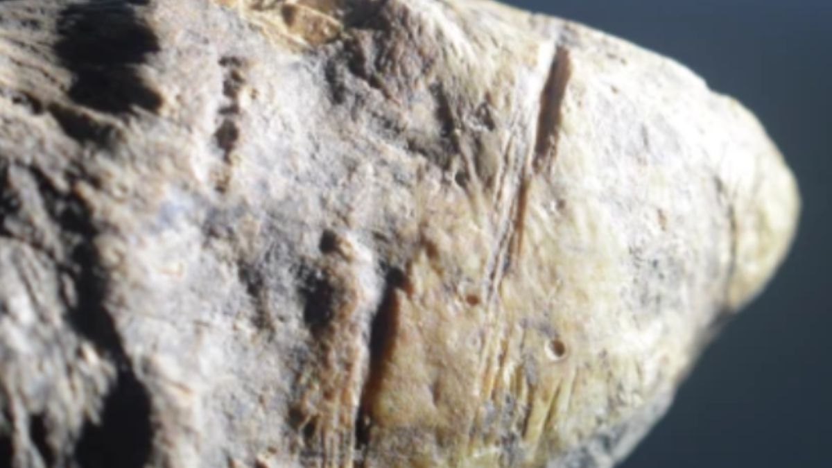 Skamieniałości z Rumunii