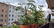 Blokowe ogrodniczki. One pokazały, że można zamienić balkon w warzywniak