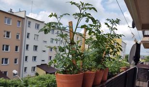 Blokowe ogrodniczki. One pokazały, że można zamienić balkon w warzywniak