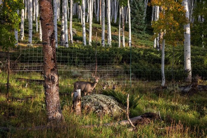 A deer eating Pando sprouts