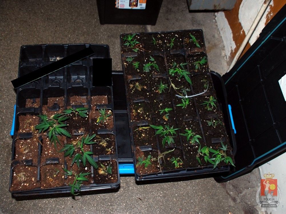 Ponad 100 sadzonek marihuany w mieszkaniu na Pradze