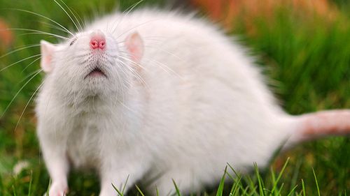 Wiosenna myszka do wygrania! - wyniki konkursu 1