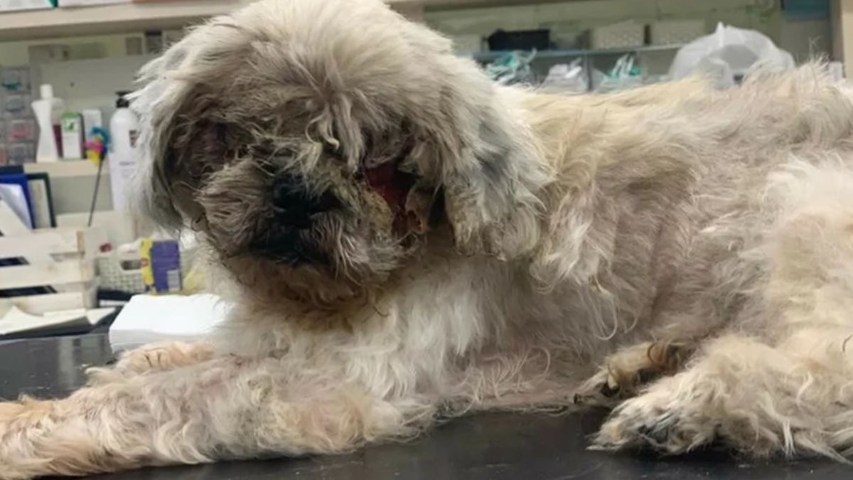 Gucio trafił do weterynarza w stanie agonalnym. Niestety nie udało się go uratować