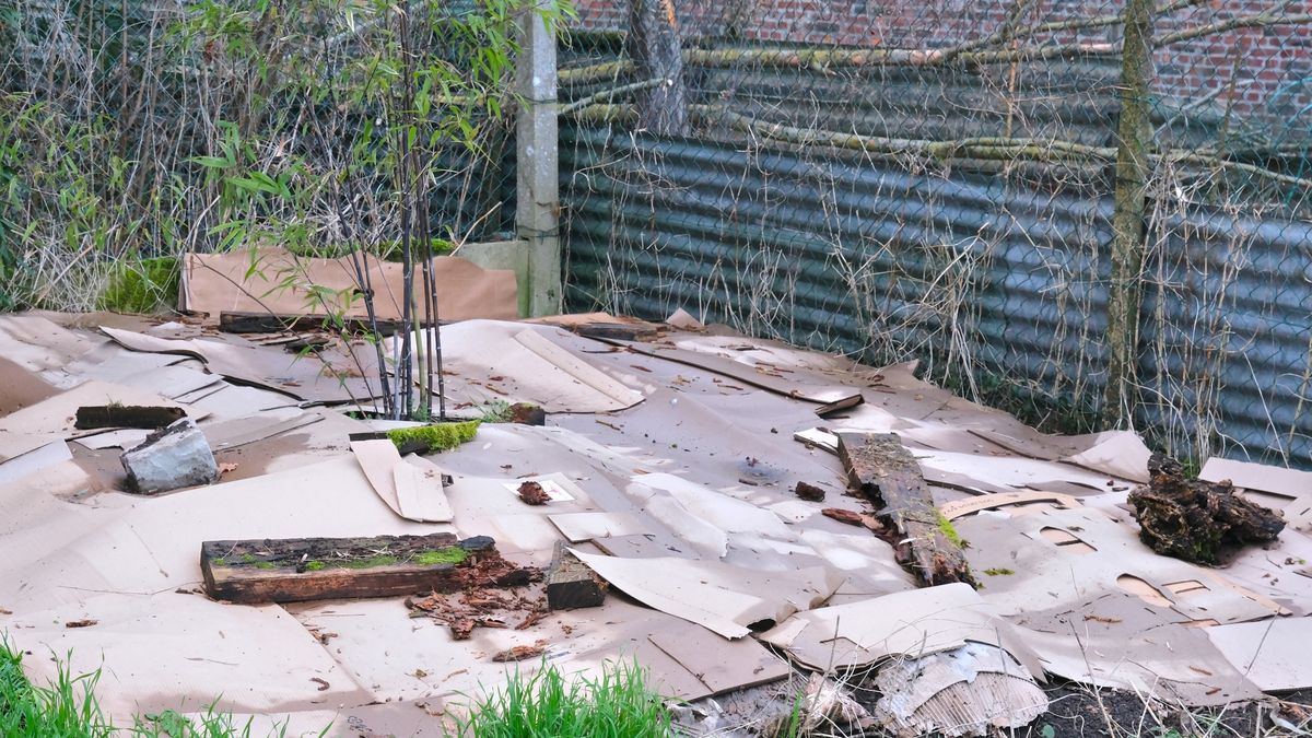 Jak wykorzystać kartony w ogrodzie? 