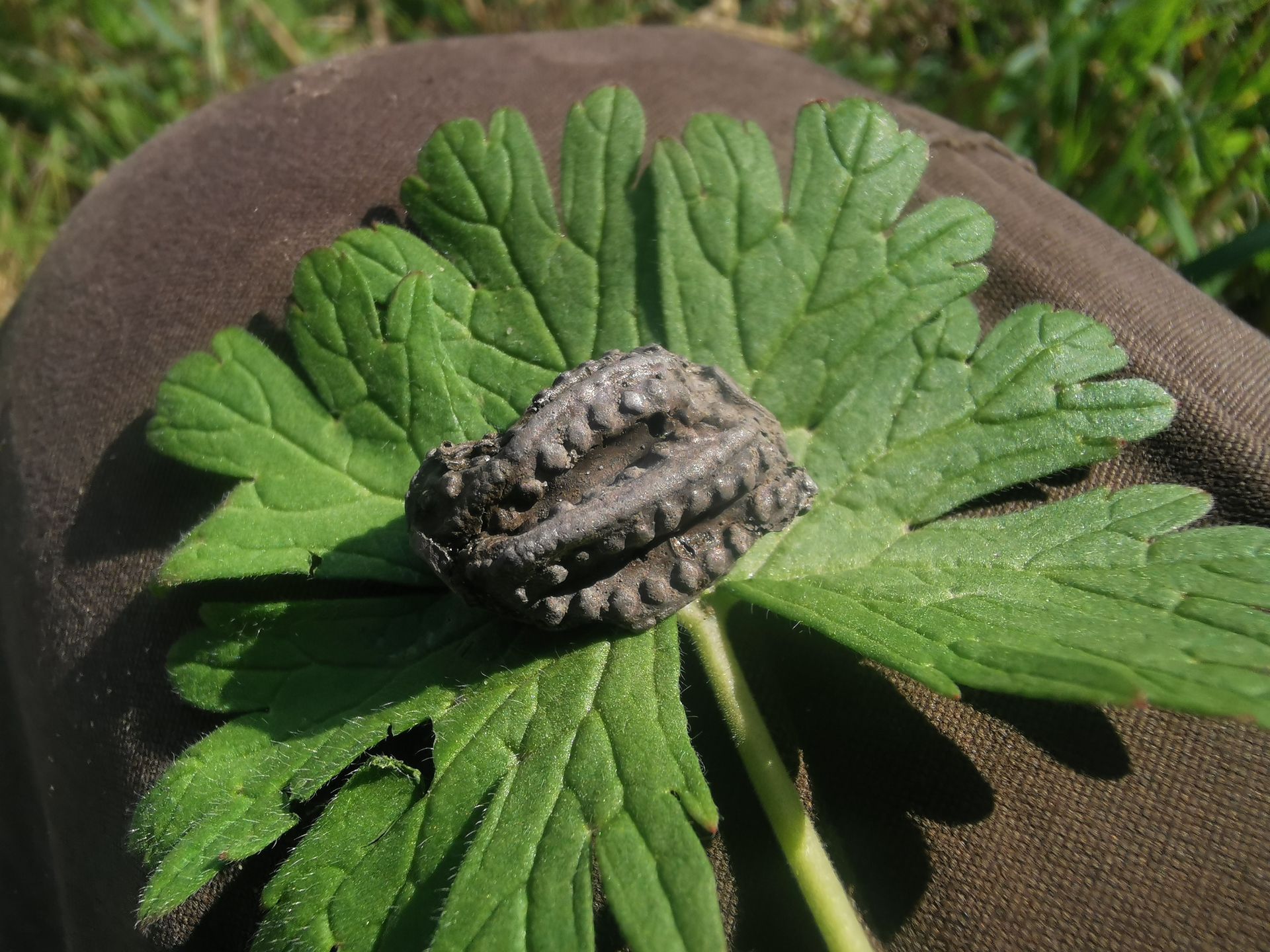 Odkrycie archeologiczne w Lelowie