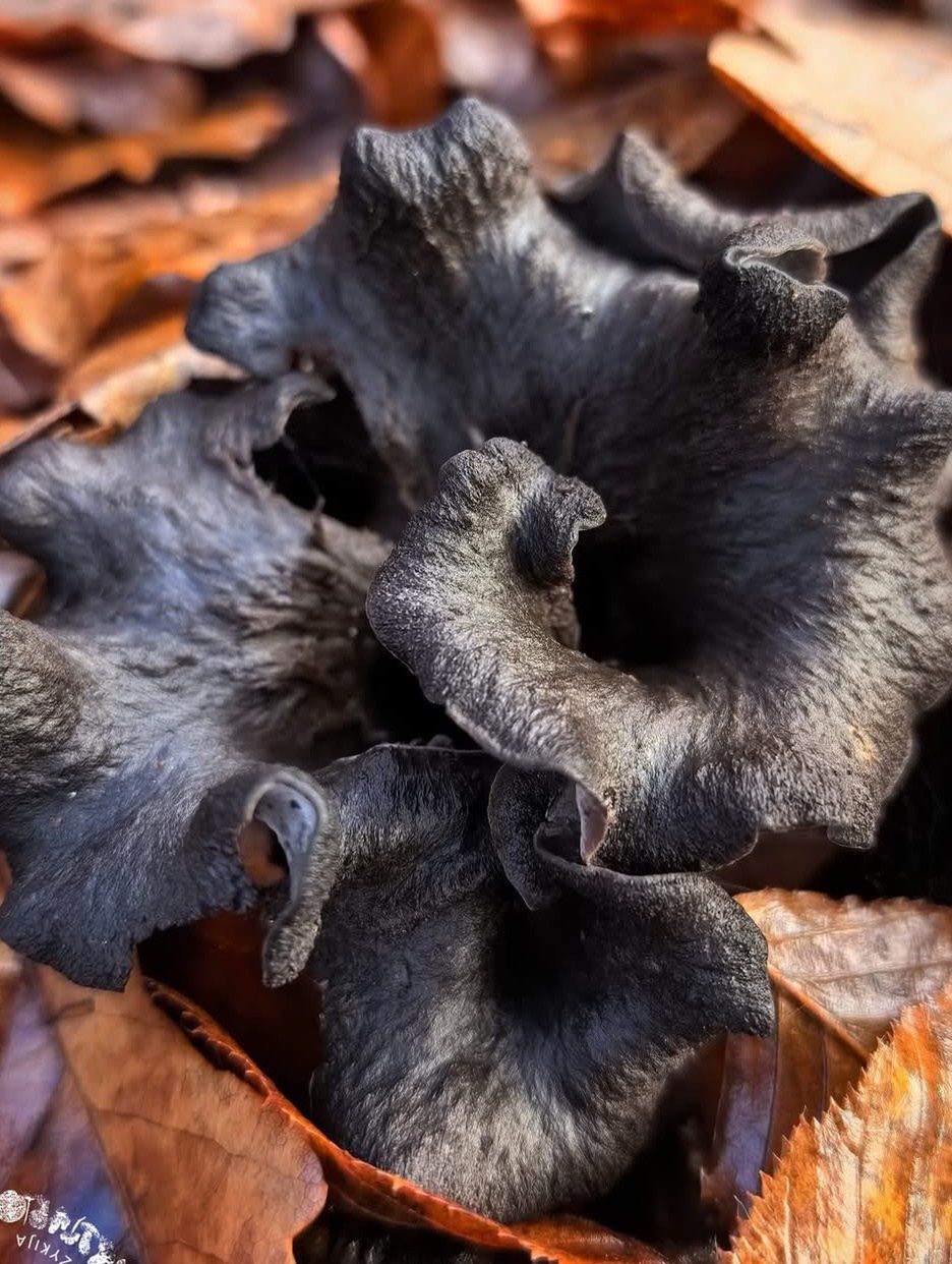 Lejkowiec dęty ma ciemną barwę i wyjątkowy kształt